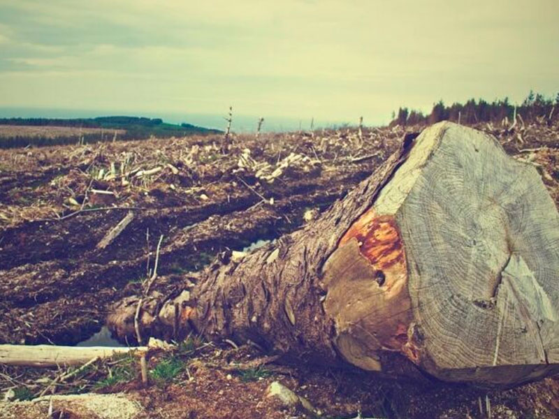 Imagen sobre la deforestación de la madera