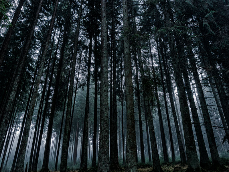 Imagen de un bosque